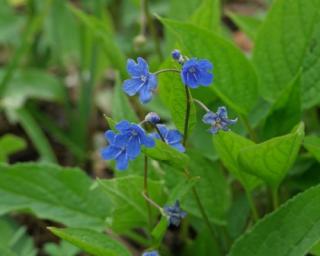 Pupkovec jarní  - Omphalodes verna