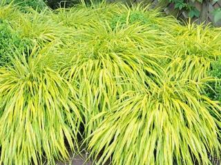 Rákosovka velká ´Aureola´ - Hakonechloa macra 'Aureola'