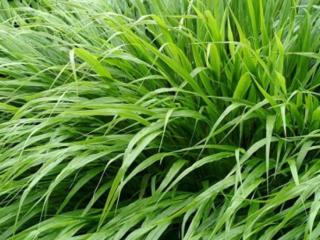 Rákosovka velká  - Hakonechloa macra