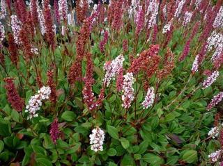 Rdesno příbuzné ´Donald Lowndes´ - Polygonum affine ´Donald Lowndes´