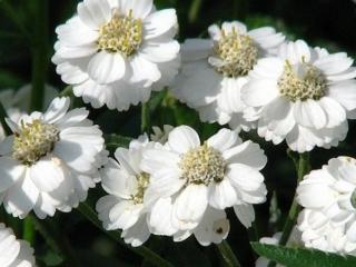 Řebříček bertrám ´The Pearl´ - Achillea ptarmica 'The Pearl'