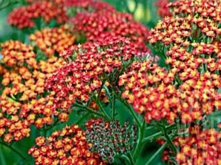 Řebříček obecný ´Feuerland´ - Achillea milefolium 'Feuerland'