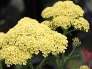 Řebříček obecný ´Hella Glashoff' - Achillea millefolium ´Hella Glashoff´