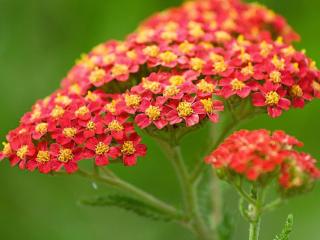 Řebříček obecný ´Paprika´ - Achillea millefolium ´Paprika´ Balení: kontejner p11