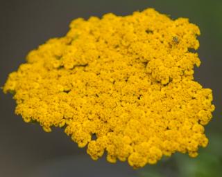 Řebříček tužebníkový ´Altgold´ - Achillea filipendulina 'Altgold' Balení: kontejner p11