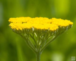 Řebříček tužebníkový ´Coronation Gold´ - Achillea filipendulina 'Coronation Gold'