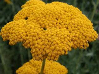 Řebříček tužebníkový ´Parkers Varietät´ - Achillea filipendulina 'Parkers Varietät' Balení: kontejner C2