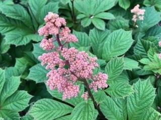 Rodgersie zpeřená ´Elegans´ - Rodgersia pinnata ´Elegans´ Balení: kontejner p11