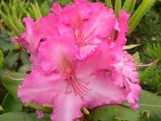 Rododendron ´Anastasia®´