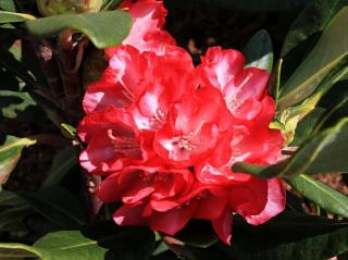 Rododendron ´Ann Lindsay´ Balení: kontejner p9