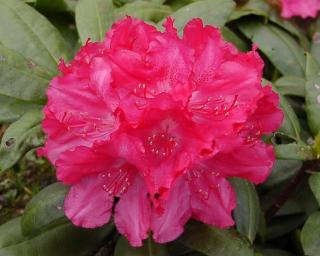 Rododendron 'Astrid'