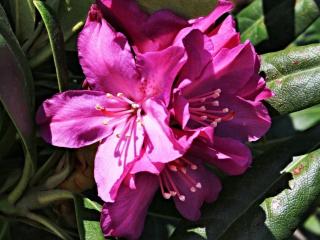 Rododendron ´Boleslaw Chrobry/Royal Lilac´ Balení: kontejner C5
