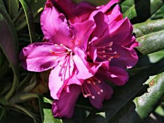 Rododendron ´Boleslaw Chrobry/Royal Lilac´
