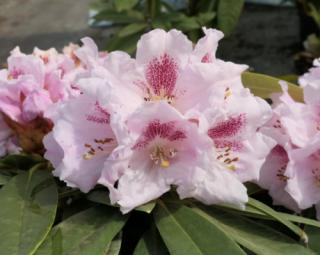 Rododendron ´Bouzov'