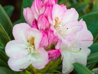 Rododendron 'Brigitte'