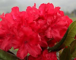 Rododendron 'Busuki' Balení: kontejner p9