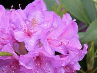Rododendron ´Catawbiense Grandiflorum´ - kmínek