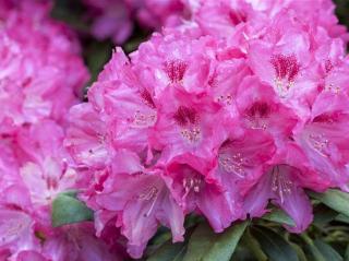 Rododendron ´Constanze´