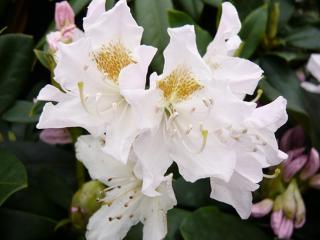 Rododendron ´Cunningham´s White´ Balení: kontejner, Tvar: výška 140-150cm, šířka 260cm