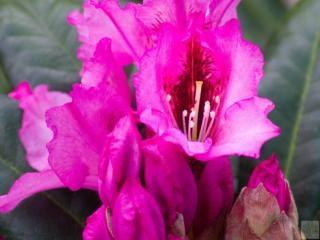 Rododendron ´Diadem´