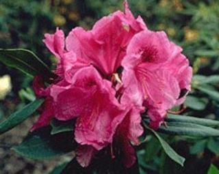 Rododendron 'Dr. Tjebbes'