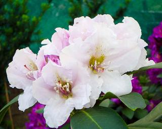 Rododendron ´Eskimo´