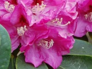 Rododendron ´Eva´ Balení: kontejner, Tvar: výška 120cm, šířka 180cm