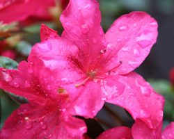 Rododendron ´Excelsior´