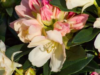 Rododendron jakutský ´Golden Torch´