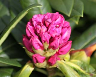 Rododendron ´Kazimierz Odnowiciel/Royal Violet´