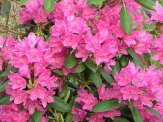Rododendron ´Kristian´s Pink´