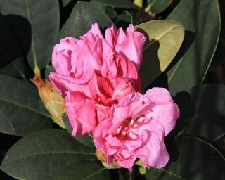 Rododendron ´Lumina´