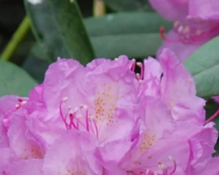 Rododendron 'Luník'