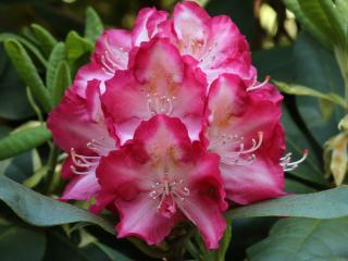 Rododendron ´Marabu´