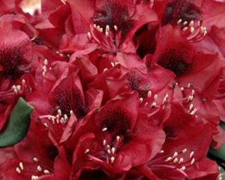 Rododendron 'Matador'