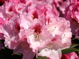 Rododendron ´Nicoletta®´