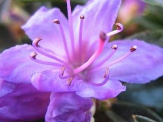 Rododendron obtížený ´Blue Tit´