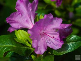 Rododendron ´P.J.M. Elite´