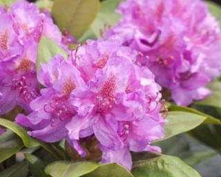 Rododendron ´Pink Purple Dream´
