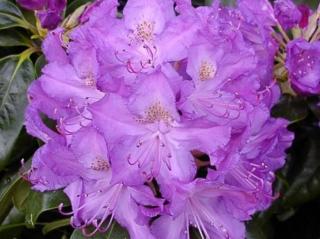 Rododendron ´Purpureum Grandiflorum´ Balení: kontejner C5