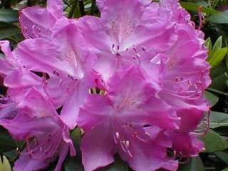 Rododendron ´Roseum Elegans´