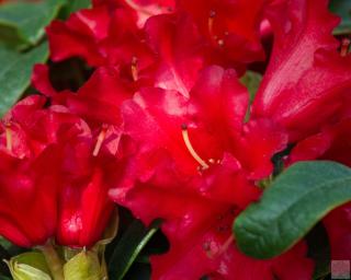 Rododendron ´Torero´