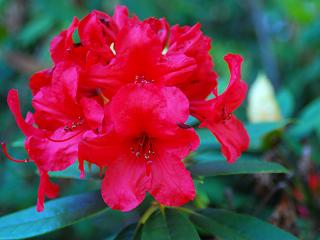 Rododendron ´Vulcan´