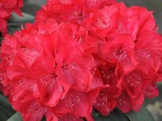 Rododendron ´Wladyslaw Jagiello/Royal Red´ Balení: kontejner p9