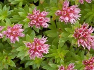 Rozchodník anacampsieros - Sedum anacampsieros