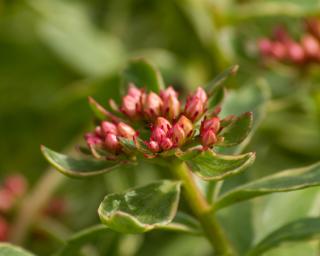 Rozchodník kamčatský 'Variegatum' - Sedum kamtschaticum 'Variegatum'