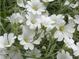 Rožec Biebersteinův - Cerastium biebersteinii