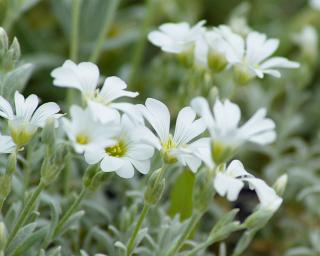 Rožec plstnatý ´Silberteppich´ - Cerastium tomentosum var. columnae 'Silberteppich'