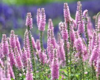 Rozrazil dlouholistý 'Pink Damask' - Veronica longifolia 'Pink Damask'