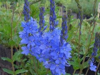 Rozrazil ožankovitý ´Konigsblau´ - Veronica teucrium ´Konigsblau´